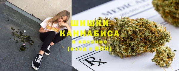 прущие грибы Сосновый Бор